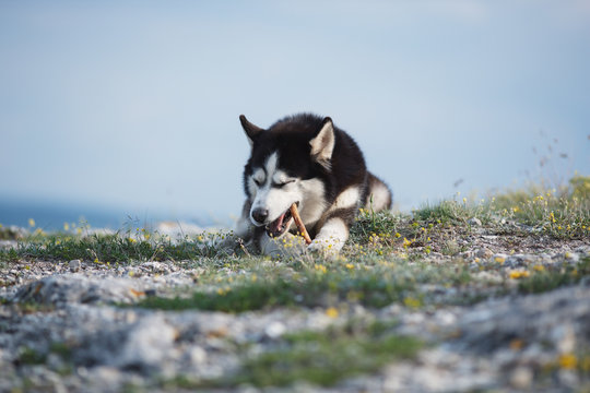 Black and white funny Siberian husky lying on a mountain eats treats. The funny dog on the background of natural landscape. Blue eyes. the dog is enjoying a treat.