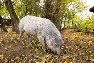 domestic pigs (Sus scrofa domesticus)