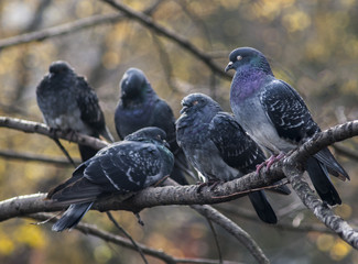 pigeons on the branch