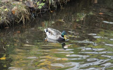 duck is sweaming in the water