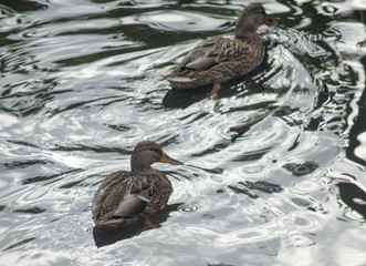 ducks swim in the water