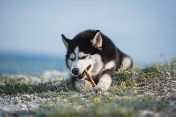 Black and white funny Siberian husky lying on a mountain eats treats. The funny dog on the background of natural landscape. Blue eyes. the dog is enjoying a treat.