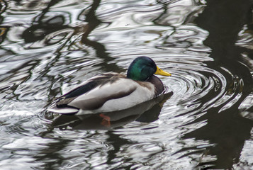 duck swims in the water
