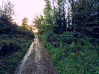Fototapeta premium Early Autumn countryside morning,Northern Ireland