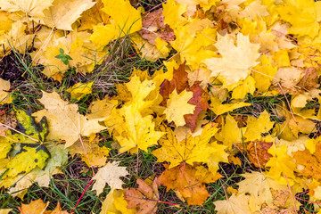 Colorful autumn leaves on the ground autumn background