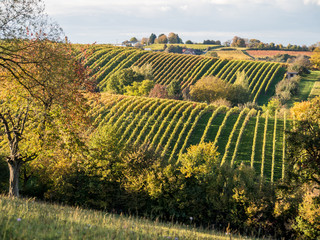 Fototapeta premium Weinberge im Herbst