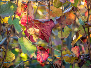 Herbstliche Weinblätter