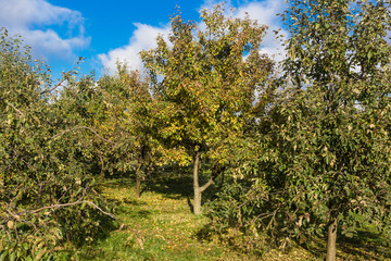 apple orchard in autumn