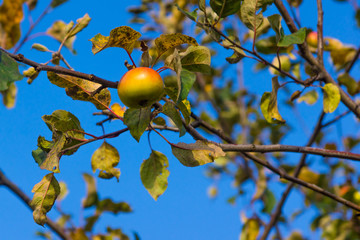 Apple on a branch in a sunny autumn day