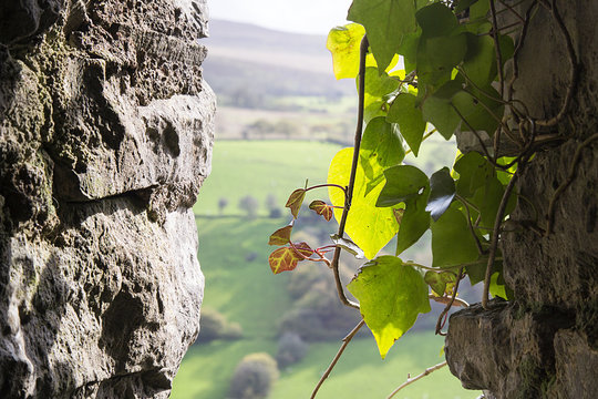 Arrow slit in a medieval castle wall 