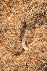 Male turkey (Tom or Jake) excrement a good sign when hunting wild turkey © Jeffrey Banke