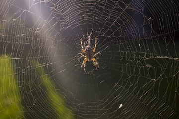 the photo of the spider in the cobweb closeup
