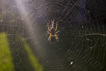 Fototapeta premium the photo of the spider in the cobweb closeup