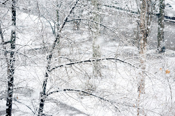 Snowfall in winter park