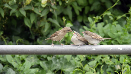 bird