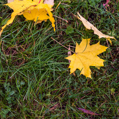Colorful autumn leaves on the ground autumn background