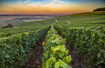 Champagne region in France. A beautiful view. - obrazy, fototapety, plakaty