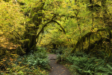 Foot trail, Hoh Rain Forest, Olympic National Park