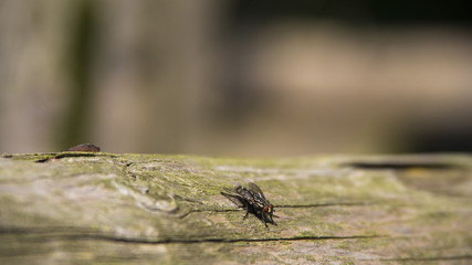 fly