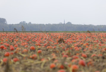 fresh organic orange pumpkins on field ready to be harvested on field in the north of the netherlands near village godlinze in province of groningen