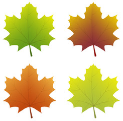 Colourful 3d maple leaves isolated on white background. Vector.