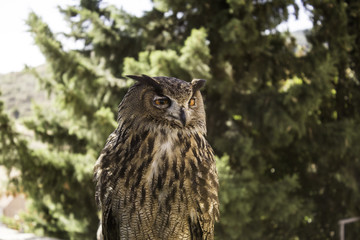 Owl in falconry