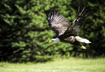 Bald Eagle in Flight