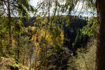 autumn gold colored leaves in bright sunlight