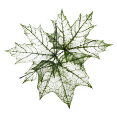 background from the leaves of the old maple transparent delicate pattern collapsed