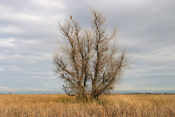 Fototapeta premium Isolated tree with bird