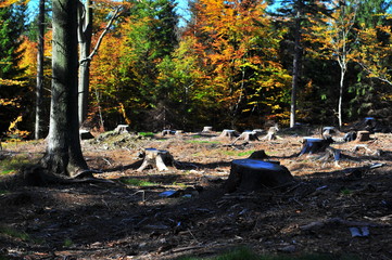 Tree stumps in a cut forest field poland.