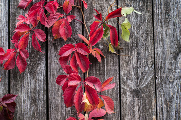 close up photo of autumn grass and flowers at day 