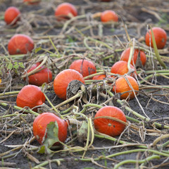 fresh organic orange pumpkins on field ready to be harvested on field in the north of the...