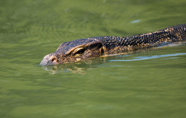 Monitor lizard (Varanus salvator) live in Lumpini park, Bangkok