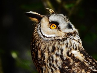 Les yeux jaunes du hibou