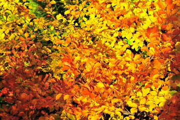 Colorful autumn leaves.