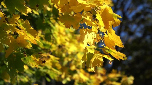 Autumn Yellow Maple Leaves Background