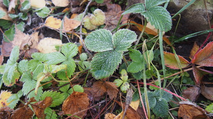 Green strawberry leaves covered with ice crystals. The frost on the plants. Freeze.