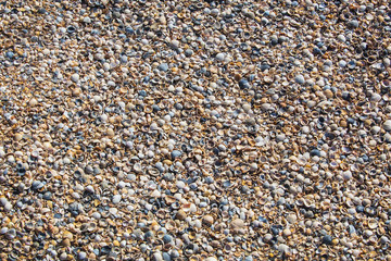 seashells on the sandy beach of the sea
