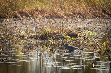 Great blue heron in the swamp