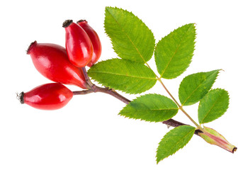 Small branch of wild rose with red briar fruits. Rosa canina. Beautiful ripe rosehips with green...