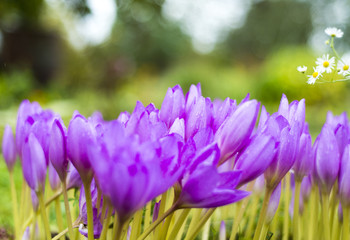 Beautiful violet crocus flowers in the garden.