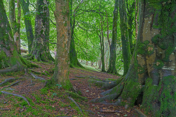 Deep dark ancient forest in Wiklow Mountains National Park. Ireland.
