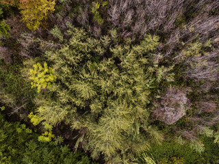 Aerial view of the Italian wild forest with tall and colorful trees at sunset. Autumn season in Italy.