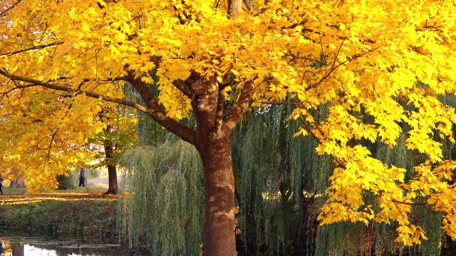 Beautiful Yellow Autumn Tree