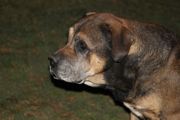 Fototapeta premium Dog