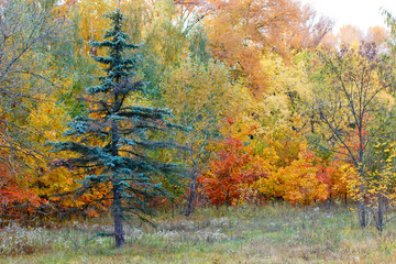 bright autumn leaves
