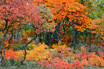 bright autumn leaves