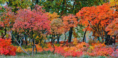 bright autumn leaves