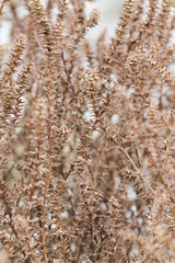Fototapeta premium autumn meadow with field dry plants